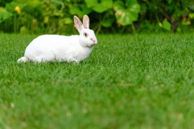 Yeşil çimenlerin üzerinde sevimli tavşan oturup sakin ve tatlı küçük beyaz tavşan.