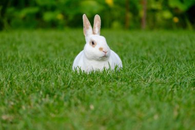Yeşil çimenlerin üzerinde sevimli tavşan oturup sakin ve tatlı küçük beyaz tavşan.
