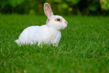 Yeşil çimenlerin üzerinde sevimli tavşan oturup sakin ve tatlı küçük beyaz tavşan.