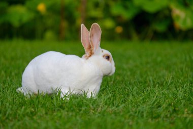 Yeşil çimenlerin üzerinde sevimli tavşan oturup sakin ve tatlı küçük beyaz tavşan.