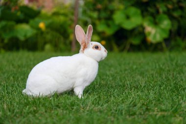 Yeşil çimenlerin üzerinde sevimli tavşan oturup sakin ve tatlı küçük beyaz tavşan.