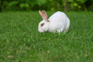 Yeşil çimenlerin üzerinde sevimli tavşan oturup sakin ve tatlı küçük beyaz tavşan.
