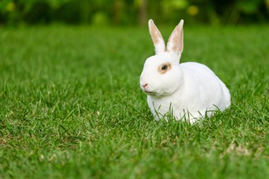 Yeşil çimenlerin üzerinde sevimli tavşan oturup sakin ve tatlı küçük beyaz tavşan.