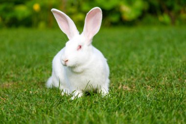 Yeşil çimenlerin üzerinde sevimli tavşan oturup sakin ve tatlı küçük beyaz tavşan.