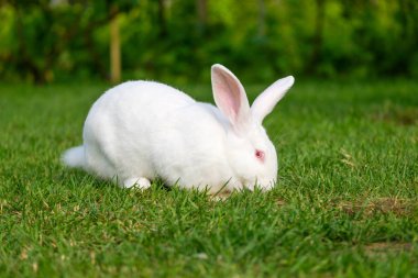 Yeşil çimenlerin üzerinde sevimli tavşan oturup sakin ve tatlı küçük beyaz tavşan.