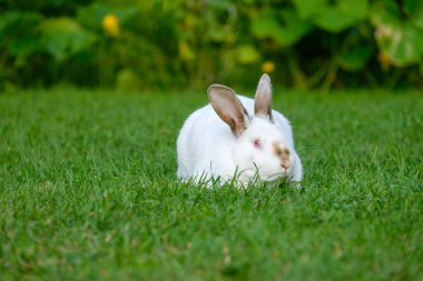 Yeşil çimenlerin üzerinde sevimli tavşan oturup sakin ve tatlı küçük beyaz tavşan.