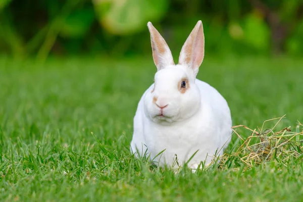 Lugn Och Söt Liten Vit Kanin Som Sitter Grönt Gräs — Stockfoto