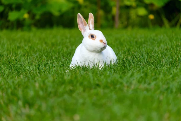 Lugn Och Söt Liten Vit Kanin Som Sitter Grönt Gräs — Stockfoto