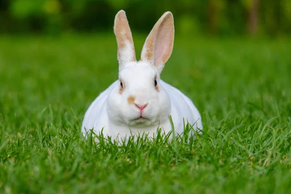 Calm and sweet little white rabbit sitting on green grass, cute bunny.