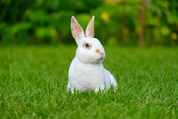 宁静甜美的小白兔坐在绿草上 可爱的兔子 — 图库照片