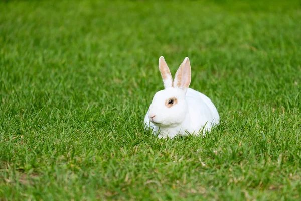 Lugn Och Söt Liten Vit Kanin Som Sitter Grönt Gräs — Stockfoto