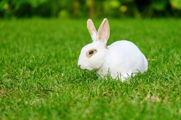 Lugn Och Söt Liten Vit Kanin Som Sitter Grönt Gräs — Stockfoto