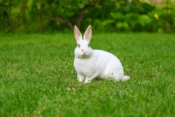 Calma Dolce Coniglietto Bianco Seduto Sull Erba Verde Coniglietto Carino — Foto Stock