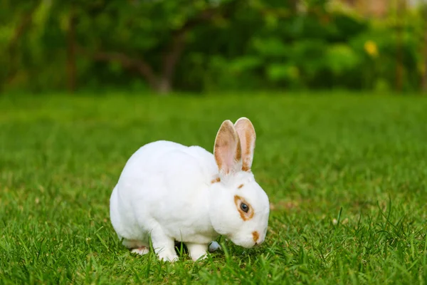 Lugn Och Söt Liten Vit Kanin Som Sitter Grönt Gräs — Stockfoto