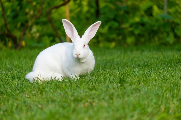宁静甜美的小白兔坐在绿草上 可爱的兔子 — 图库照片
