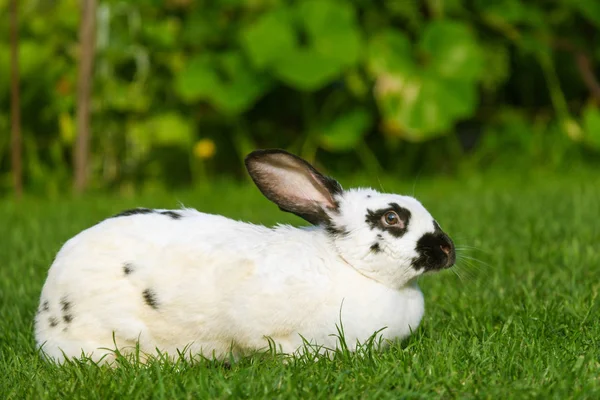 Lugn Och Söt Liten Vit Kanin Som Sitter Grönt Gräs — Stockfoto