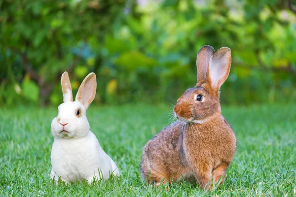 Yeşil çimenlerin üzerinde şirin bunnies oturup sakin ve tatlı küçük kahverengi ve beyaz tavşanlar.