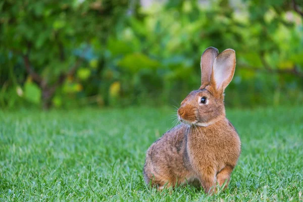 安静和甜美的小棕兔坐在绿色的草地上 可爱的兔子 — 图库照片