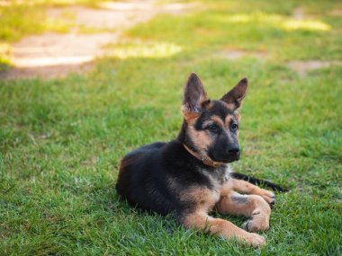 Yeşil gras güzel yatan eğlenceli köpek alman çoban köpeği