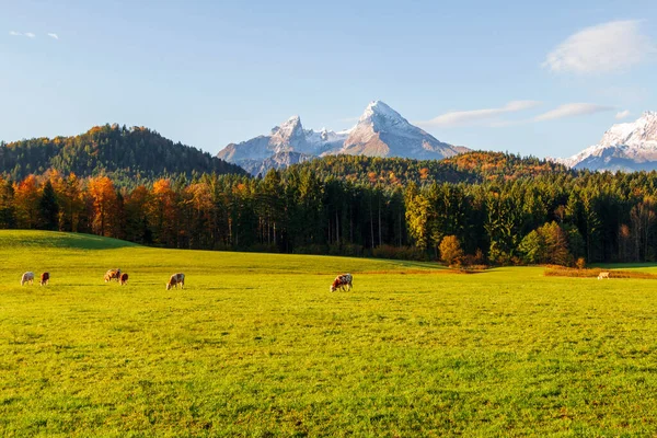 ドイツのバイエルン州のワツマン山脈を背景に ベルヒテスガーデンの町の近くで日の出時にフィールドで牛の放牧 — ストック写真