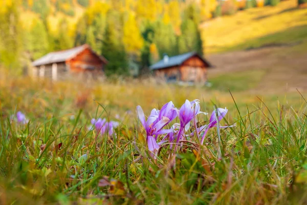 Прекрасні Фіолетові Квіти Типовому Ландшафті Доломітів Долина Валь Фюнес Італії — стокове фото
