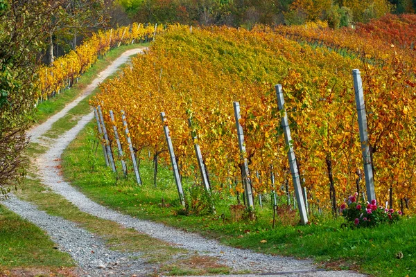 美しい秋の色の有名なワイン地域 マリボル近くの素晴らしいブドウ畑 スロベニア ヨーロッパのオーストリアの国境に近い — ストック写真