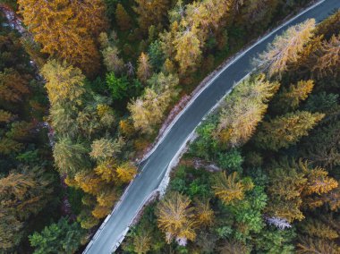 Slovenya 'daki Triglav milli parkındaki Julian Alpleri' nde çam ağaçları arasında dönen orman yolunun hava manzarası