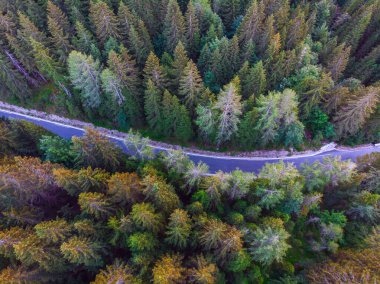 Slovenya 'daki Triglav milli parkındaki Julian Alpleri' nde çam ağaçları arasında dönen orman yolunun hava manzarası