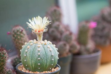 Çiçek ile Astrophytum asterias veya Kum dolar kaktüs