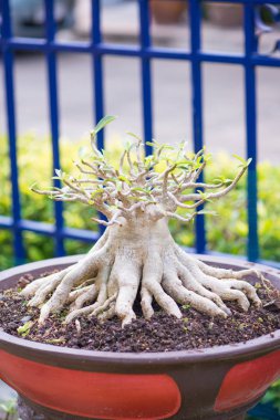 Adenium veya çöl çiçek tencereye gül