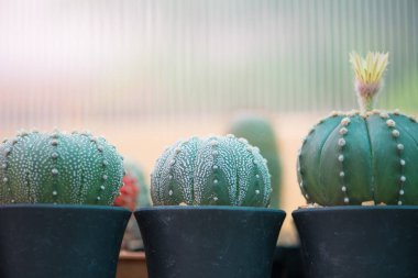 Çiçek ile Astrophytum asterias veya Kum dolar kaktüs