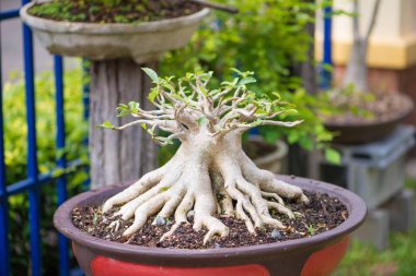 Adenium veya çöl çiçek tencereye gül