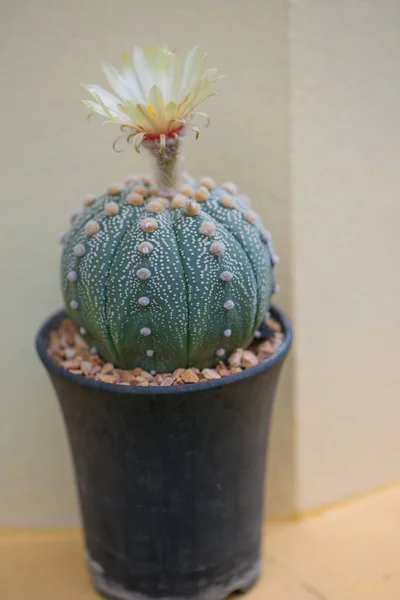 Astrophytum Asterias Oder Sanddollar Kaktus Mit Blüte — Stockfoto