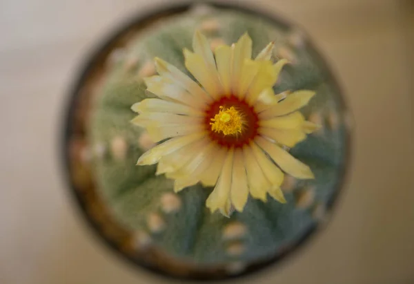 Astrophytum Asterias Sand Dollar Cactus Flower — Stock Photo, Image