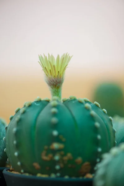 Astrophytum Asterias Cactus Sable Avec Fleur — Photo