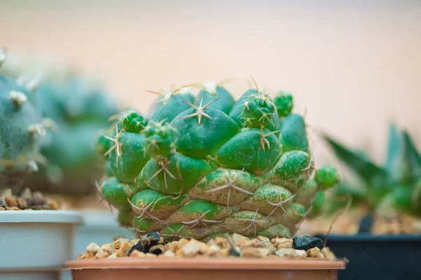 Coryphantha Kaktus w doniczce — Zdjęcie stockowe