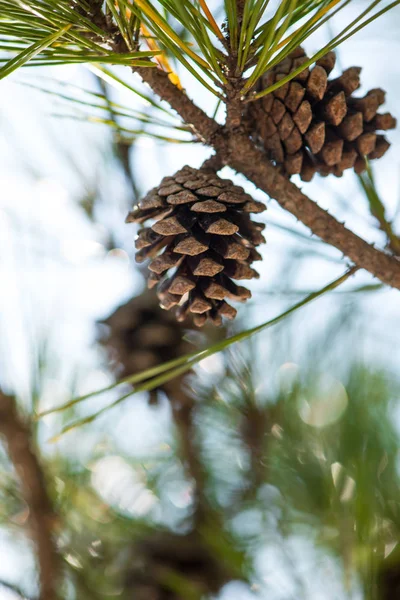Pinecone su albero in giardino — Foto Stock