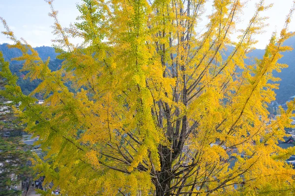 宮島の紅葉シーズンには黄色の銀杏の葉 — ストック写真