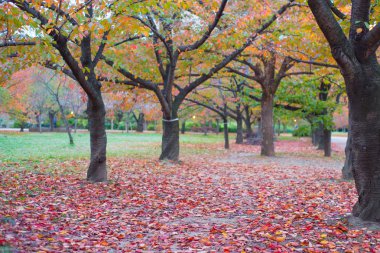 Osaka Kalesi Parkı, Osaka, Japonya 'da sonbahar sezonu.