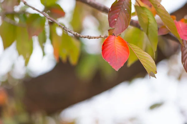 Folhas vermelhas no parque do Castelo de Osaka na temporada de outono em Osaka, Japão — Fotografia de Stock