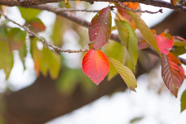 Rote Blätter im Osaka Castle Park in der Herbstsaison in Osaka, Japan — Stockfoto