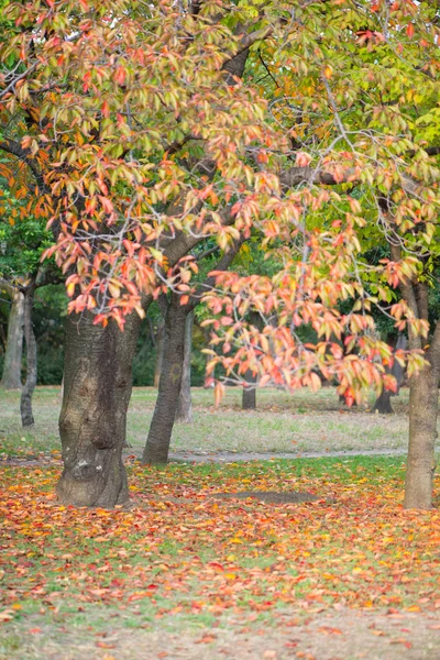 Parc du château d'Osaka avec en automne à Osaka, Japon — Photo