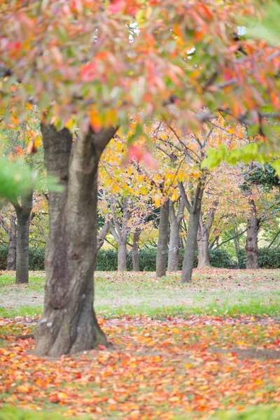 Parc du château d'Osaka avec en automne à Osaka, Japon — Photo