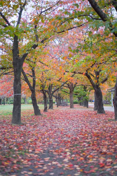 Parque do Castelo de Osaka com temporada de outono em Osaka, Japão — Fotografia de Stock