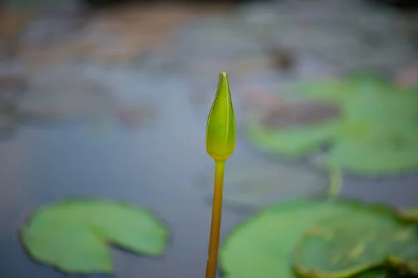 Verde flor de lirio de agua en la piscina — Foto de Stock