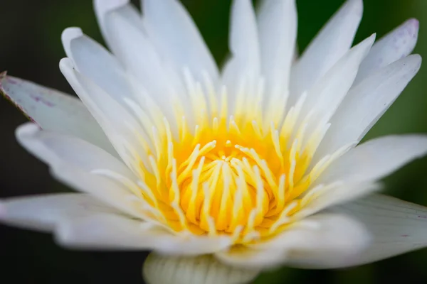Белый цветок лилии в бассейне — стоковое фото