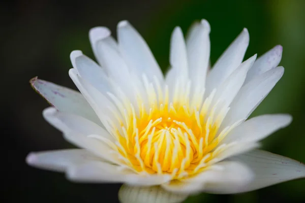Белый цветок лилии в бассейне — стоковое фото