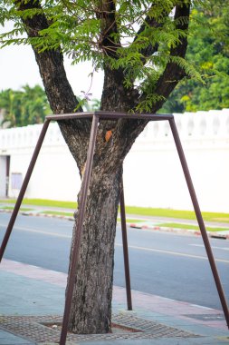 Bahçedeki çelik boru destek ağacı