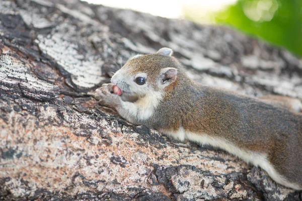 Ardilla comiendo nuez en el árbol — Foto de Stock