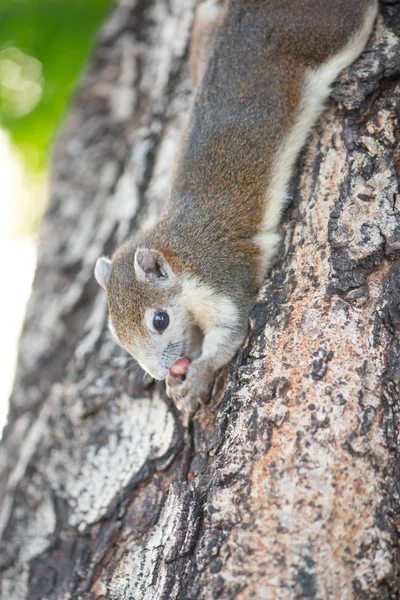 Ardilla comiendo nuez en el árbol —  Fotos de Stock